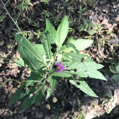 Vernonia greggii