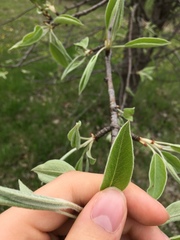 Magnoliopsida