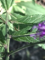 Vernonia greggii