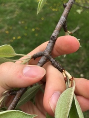 Magnoliopsida
