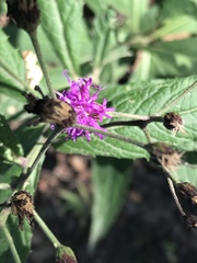 Vernonia greggii