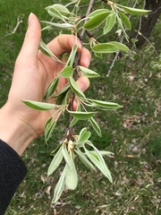 Magnoliopsida