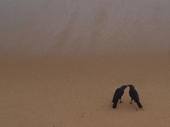 Corvus splendens