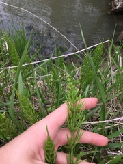 Equisetum