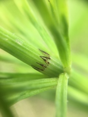 Equisetum