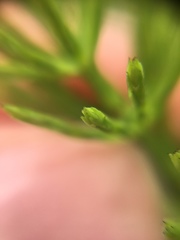 Equisetum