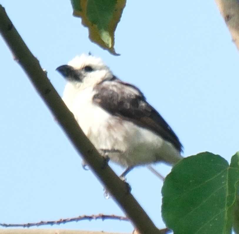 White-headed Barbet (Lybius leucocephalus), photo 3
