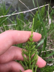 Equisetum