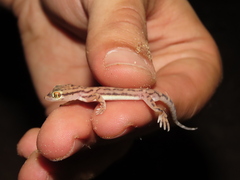 Persian Triangle-Scaled Gecko photo 2