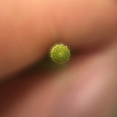 Equisetum
