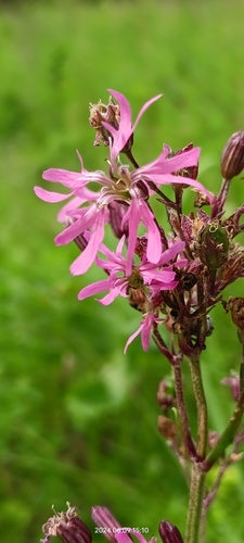 Silene flos-cuculi (Silene flos-cuculi)