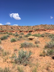 Salpinctes obsoletus