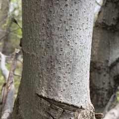 Magnoliopsida