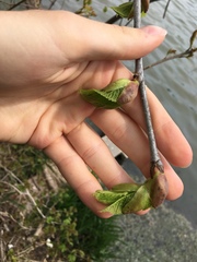 Magnoliopsida