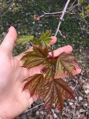 Acer platanoides