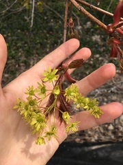 Acer platanoides