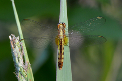 Erythrodiplax ochracea