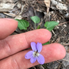 Viola