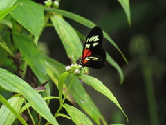 Heliconius erato