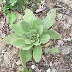 Verbascum thapsus