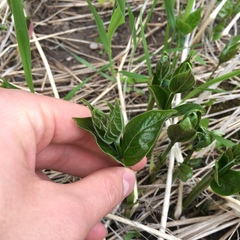 Vincetoxicum rossicum