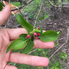Malus