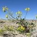 Grand Junction Camissonia - Photo (c) Neil O. Frakes, some rights reserved (CC BY-NC), uploaded by Neil O. Frakes