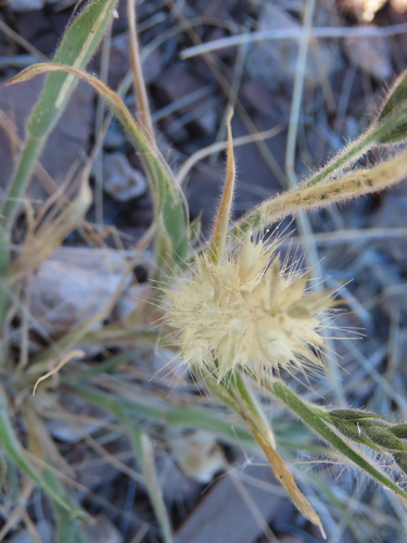 Image of Schmidtia kalahariensis by no rights reserved