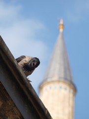 Corvus cornix