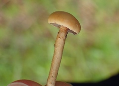 Agrocybe semiorbicularis