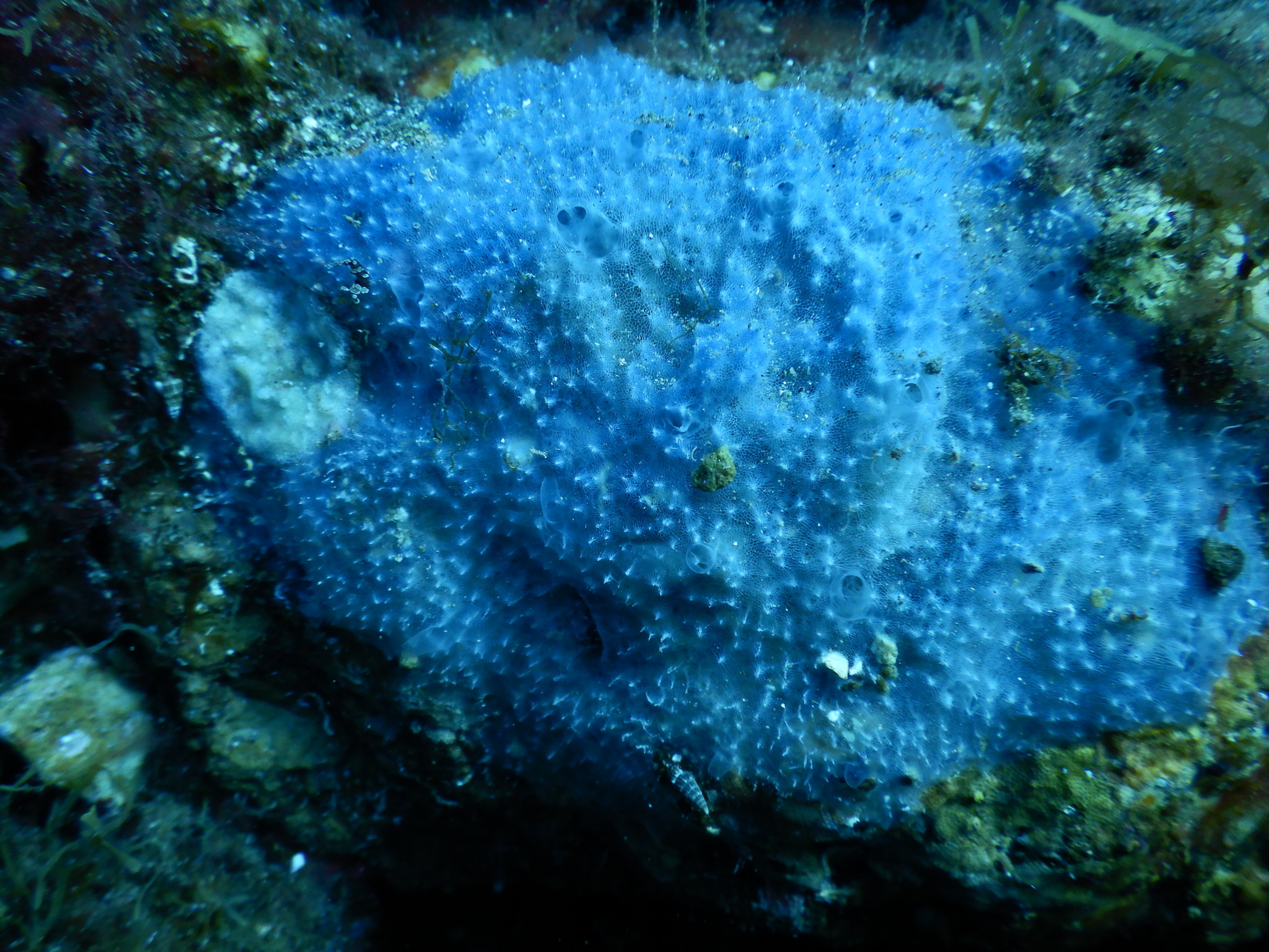 Dysidea fragilis