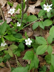 Moehringia lateriflora