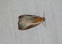 Olethreutes quadrifidum