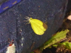 Eurema sari