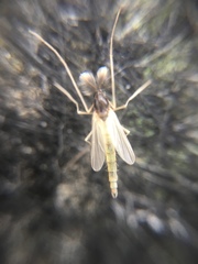 Chironomidae