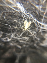Chironomidae