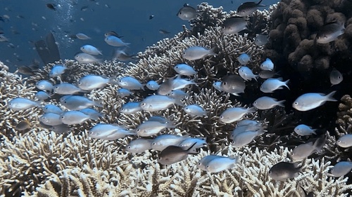 Chromis Damselfish