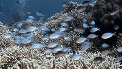 Chromis Damselfish