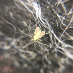 Chironomidae