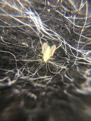 Chironomidae