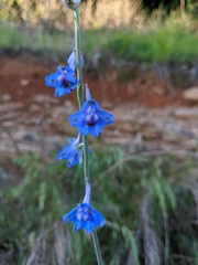 Delphinium carolinianum