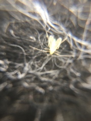 Chironomidae
