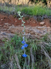 Delphinium carolinianum