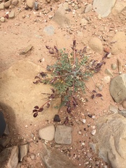 Astragalus zionis