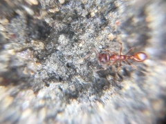 Myrmica