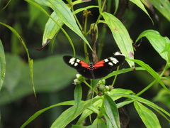 Heliconius erato
