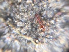 Myrmica