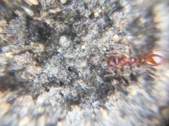 Myrmica