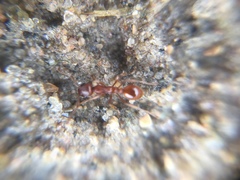 Myrmica