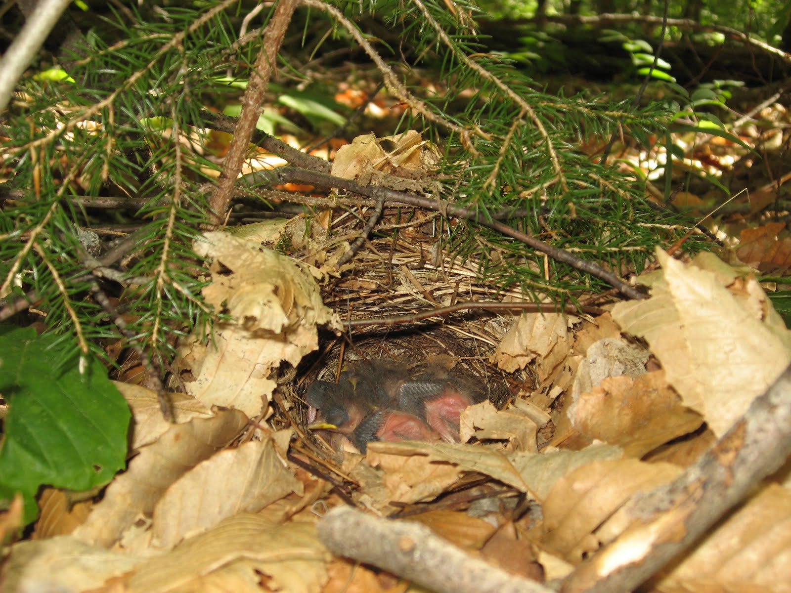Ovenbird (Seiurus aurocapilla)